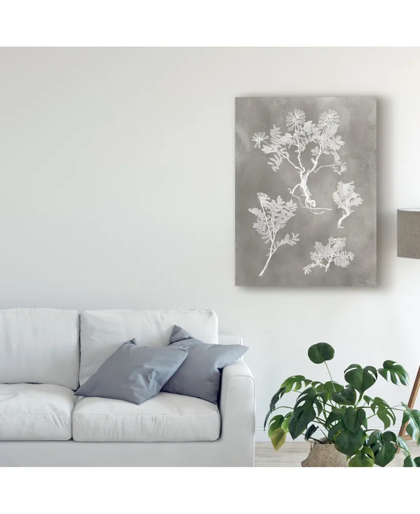 Vision Studio Herbarium Study Ii Canvas Art