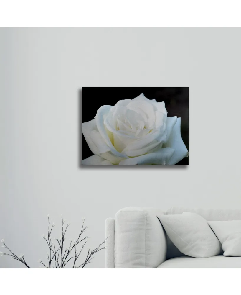 Kurt Shaffer White Rose Ii Floating Brushed Aluminum Art - 22" x 25"