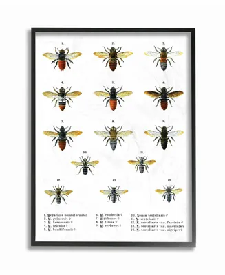 Stupell Industries Bees Scientific Vintage-Inspired Illustration Framed Giclee Art, 16" x 20"