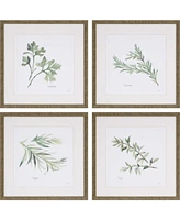 Paragon Herbs Framed Wall Art Set of 4, 17" x 17"