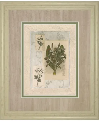 Classy Art Histoire Du Orchid Vii by Carney Framed Print Wall Art, 34" x 40"
