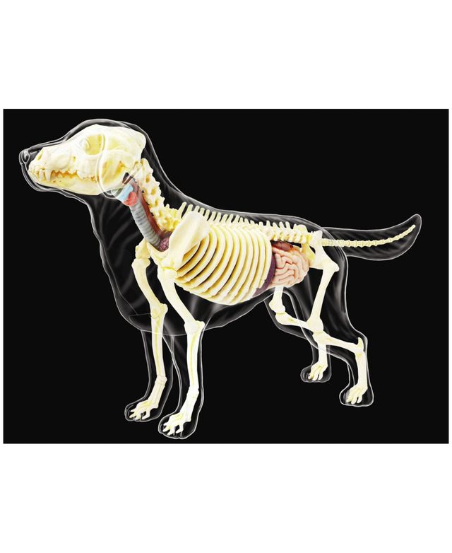 4D Master 4D Vision Full Skeleton Dog Model