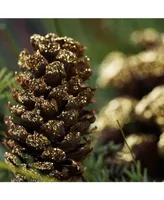 Northlight Unlit Artificial Mixed Pine with Pine Cones and Gold Tone Glitter Christmas Wreath