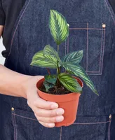 Calathea 'Beauty Star' Live Plant