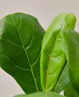 Fiddle Leaf Fig Ficus Lyrata Live Plant