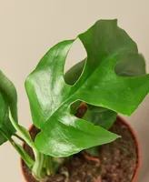 Philodendron Mini Monstera Minima Live Plant, 4" Pot