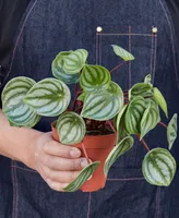 Peperomia Watermelon Live Plant, 4" Pot