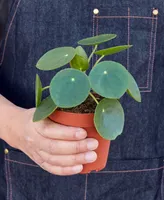 Pilea Peperomioides 'Chinese Money' Live Plant, 4" Pot