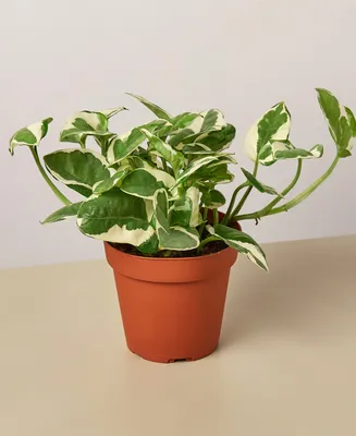 Pothos 'N'Joy' Live Plant, 4" Pot