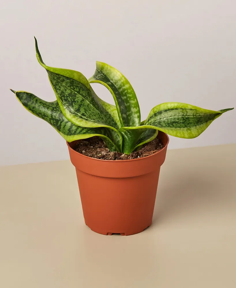 Snake Plant Twist Live Plant, 4" Pot