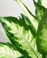 Dieffenbachia Camille Live Plant, 6" Pot