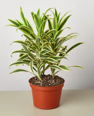 Dracaena 'Song Of India' Live Plant, 6" Pot