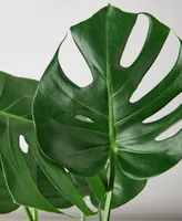 House Plant Shop Philodendron 'Monstera' Live Plant, 6" Pot