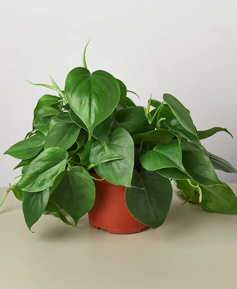 Philodendron Cordatum Heartleaf Live Plant, 6" Pot