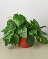 Philodendron Cordatum Heartleaf Live Plant, 6" Pot