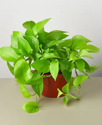 House Plant Shop Pothos 'Neon' Live Plant, 6" Pot