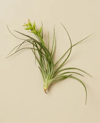 Tillandsia Stricta Live Air Plants, Pack of 3