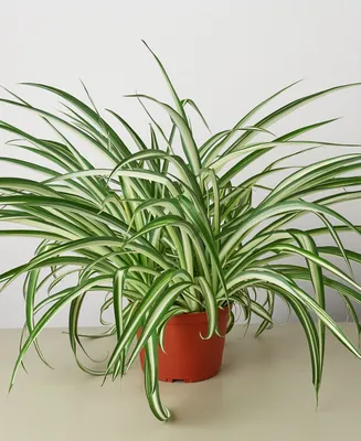 Spider Reverse Live Plant, 6" Pot