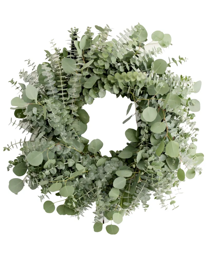 Magnolia Supply Co Fresh Baby Blue and Silver Dollar Eucalyptus Wreath, 20"