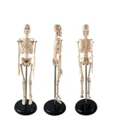 Supertek Human Skeleton Model with Key, 10.5"