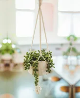 Flora Bunda String of Pearls Macrame Hanging Ceramic Pot Donkey Tails