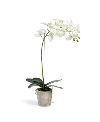 Phalaenopsis Orchid Plant in Concrete Pot Large