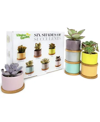 Window Garden Set of 6 Shades of Succulents Planter Pots – Slip Your Plants Into Something More Colorful. Create a Stunning Display That'll Surely Exc