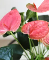 BloomsyBox Perfectly Pink Anthurium Live Plant