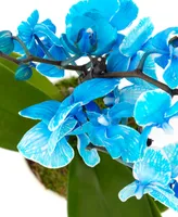 BloomsyBox Blue Orchid Live Plant