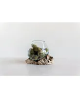 Glass Planter, Vase On Natural Wood Base