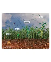 Kaplan Early Learning Corn Life Cycle Floor Puzzle - 24 Pieces