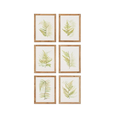 Framed Fern Study, Set Of 6