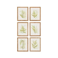 Framed Fern Study, Set Of 6