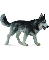 CollectA Siberian Husky Animal Figure 88707