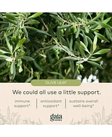 Gaia Herbs Olive Leaf - Traditional Immune Health Support - Immune System Supplement with Olive Leaf Extract and Oleuropein