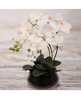 Floral Home 15" x 9" White Phalaenopsis Orchid with 7" Round Pot