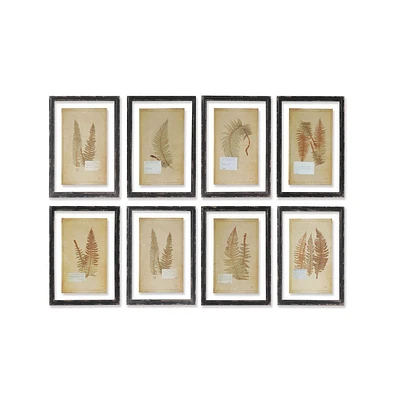 Napa Home & Garden Framed Vintage Fern Prints, Set Of 8