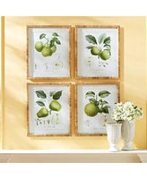 Fruit Study, Set Of 4