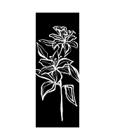 Nina - Silk Scarf/Shawl for Women
