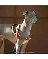 Kandog Handle Harness