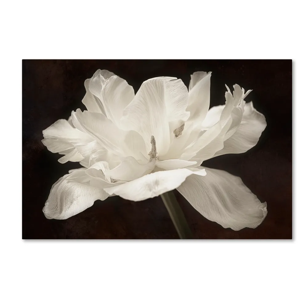 Cora Niele 'White Tulip I' Canvas Art, 30" x 47"