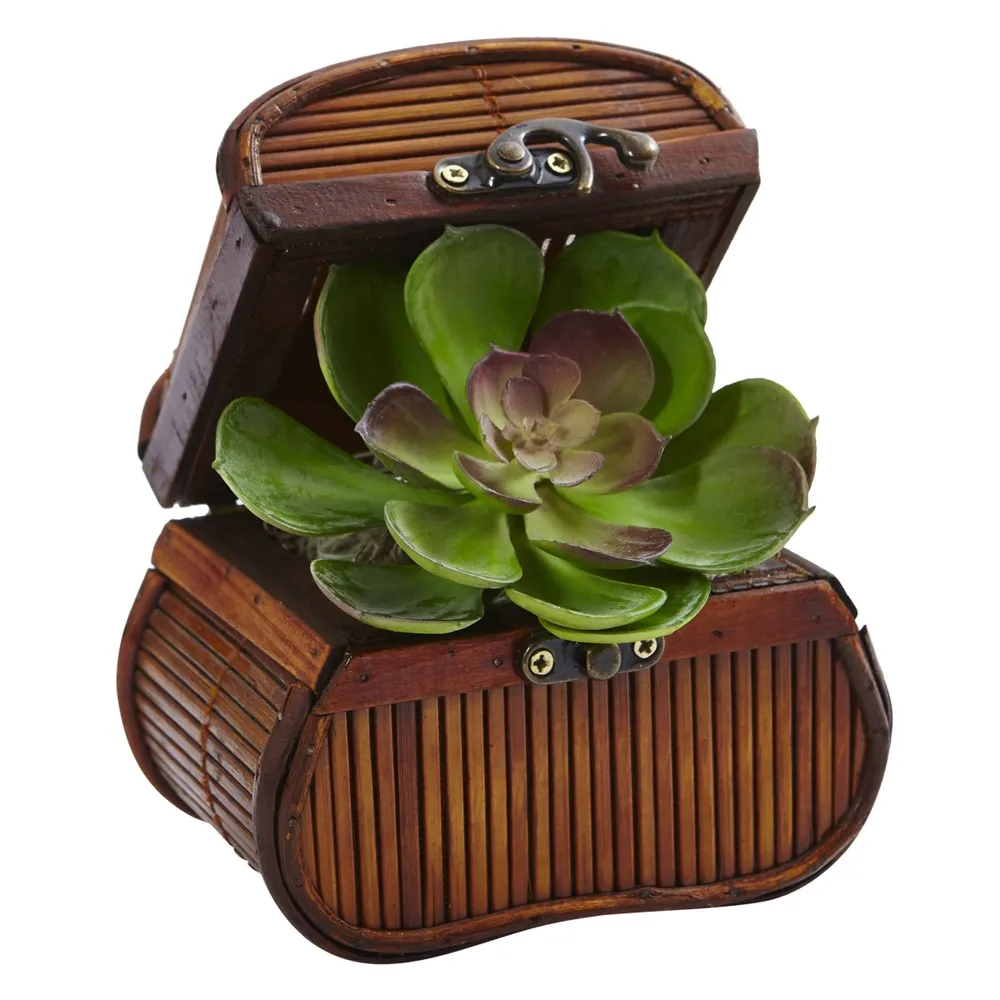 Nearly Natural Echeveria in Chest, Set of 3