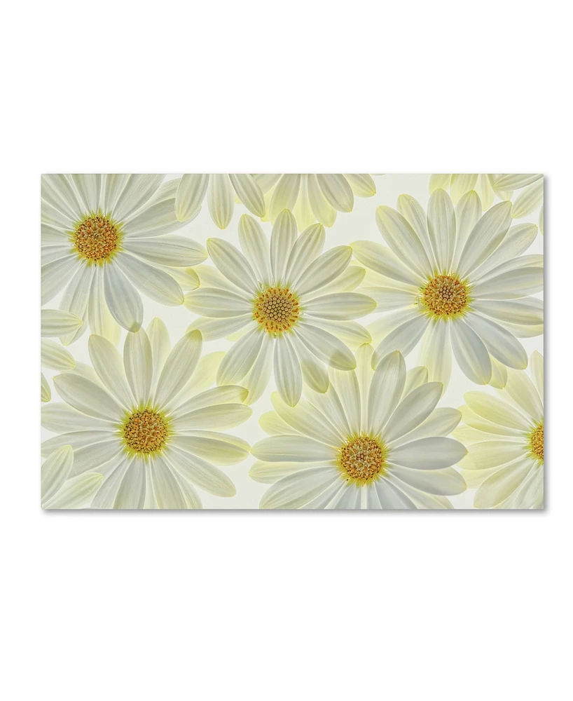 Cora Niele 'Daisy Flowers' Canvas Art - 47" x 30" x 2"