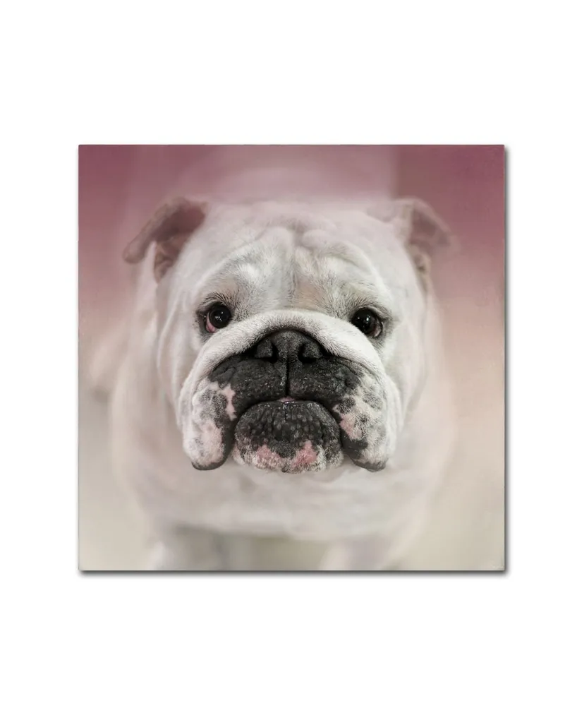 Jai Johnson 'Got Treat Bulldog Puppy' Canvas Art - 14" x 14" x 2"