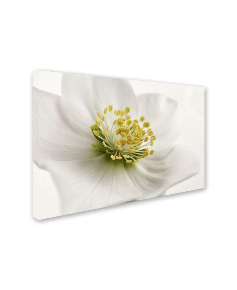 Cora Niele 'White Helleborus' Canvas Art - 24" x 16" x 2"