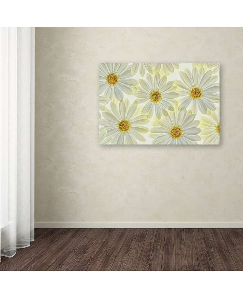 Cora Niele 'Daisy Flowers' Canvas Art - 47" x 30" x 2"