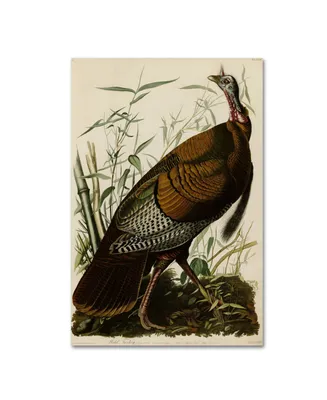 John James Audobon 'American Wild Turkey Cock' Canvas Art - 19" x 12" x 2"
