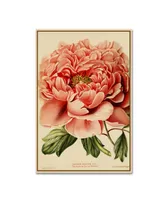 Vintage Lavoie 'Peony' Canvas Art - 32" x 22" x 2"