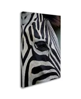 Robert Harding Picture Library 'Zebras' Canvas Art - 19" x 12" x 2"