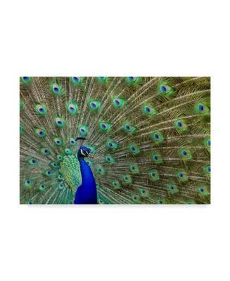 Galloimages Online 'Peacock Proud' Canvas Art